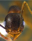 Ants-zelata_head_minor