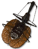 Beetle
