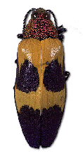 Beetle