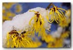  Hamamelis x intermedia,'ARNOLD PROMISE' 