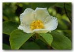 ITS SUMMER FLOWERS, LIKE SINGLE CAMELLIAS 
