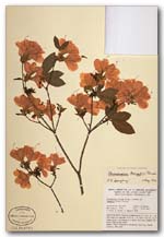 A HERBARIUM SPECIMEN OF Rhododendron kaempferi, THE TORCH AZALEA  