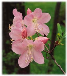  Rhododendron schlippenbachii,
ROYAL AZALEA  