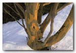 Stewartia pseudocamellia, A TREE FOR ALL SEASONS 