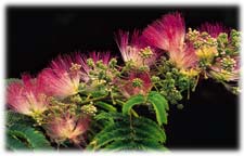 Albizia
julibrissin 'ERNEST WILSON'  