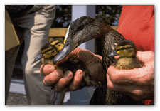 Ducklings
