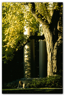 Trees on the Yard
