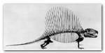 Dinosaur Skeleton