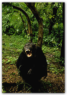 In a verdant setting, an African chimpanzee vents frustration.
