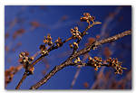 Vernal witch hazel, at the Arnold Arboretum.