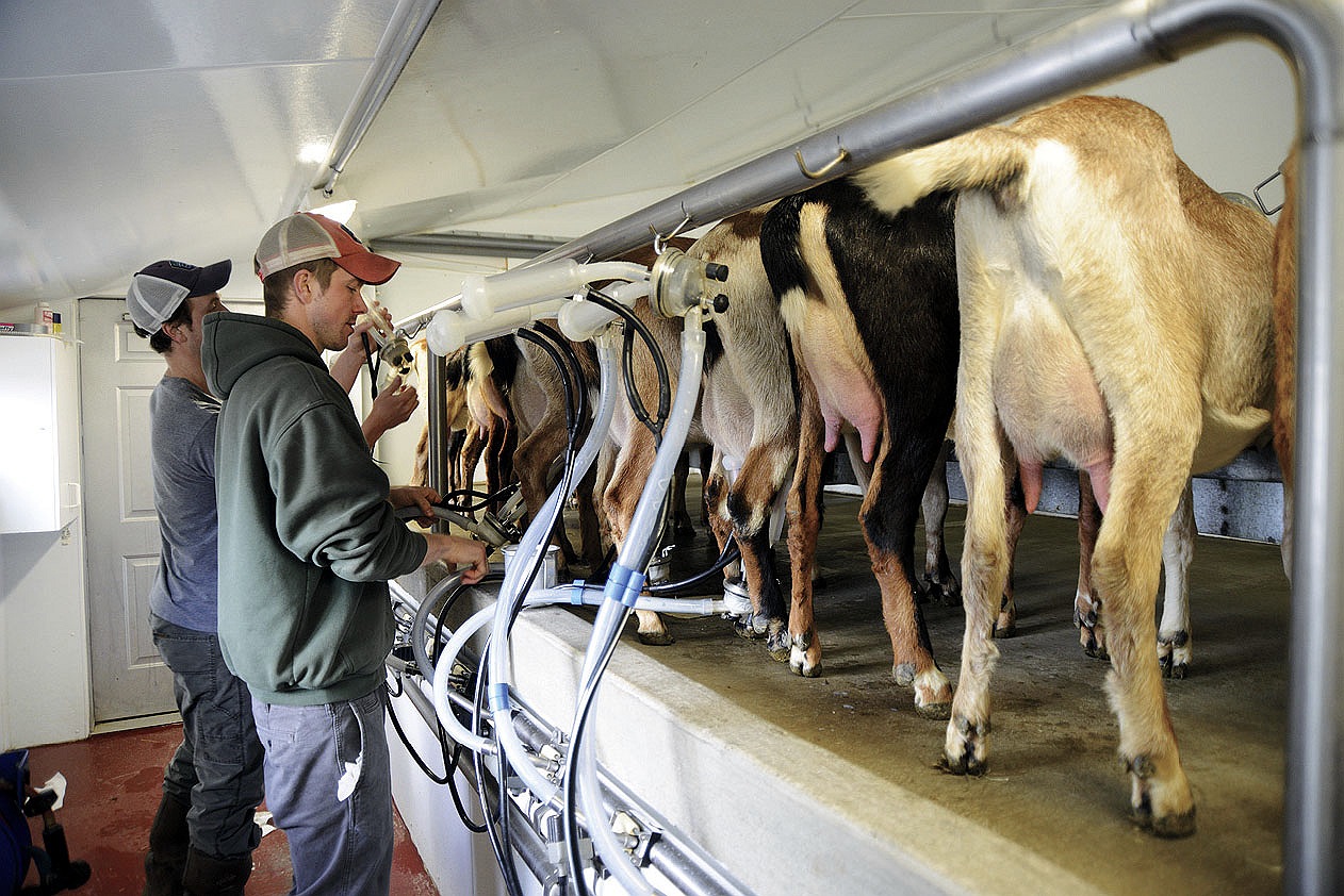 Max and Trystan Sandvoss make goat cheese in upstate New York. | Harvard  Magazine