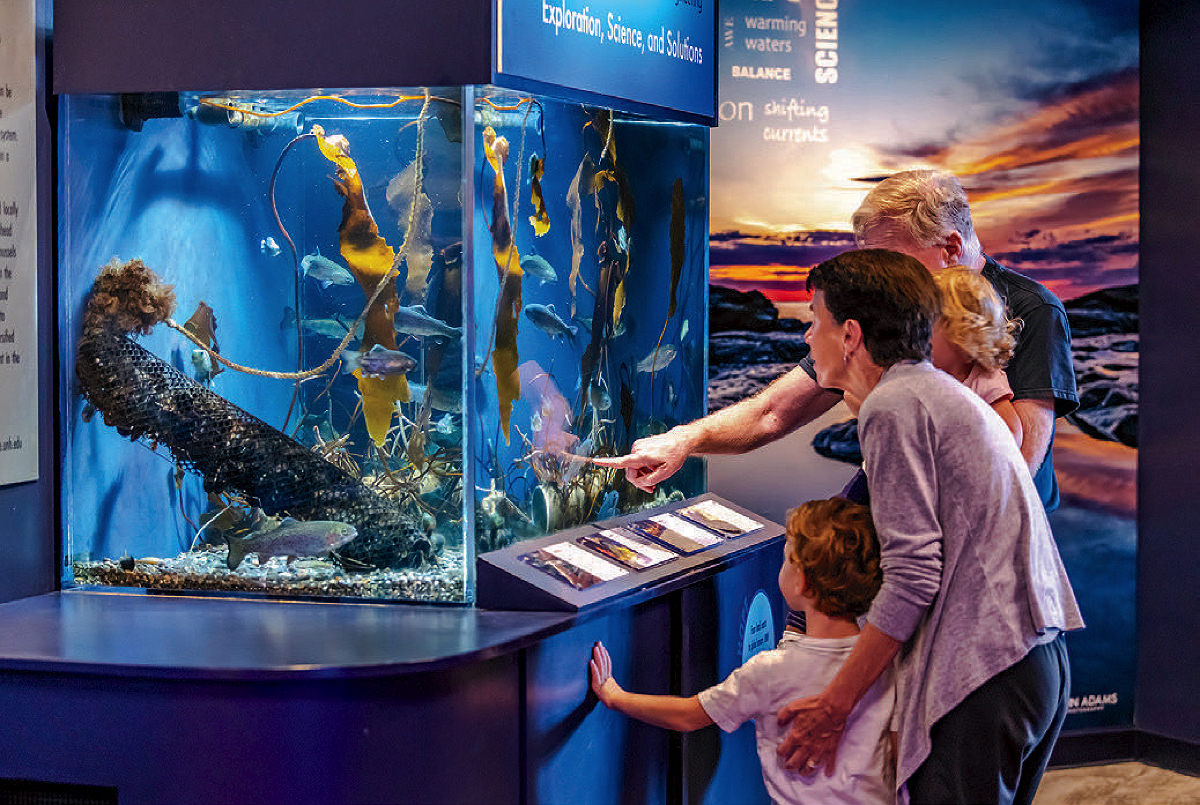 Fish tanks at the Seacoast Science Center 