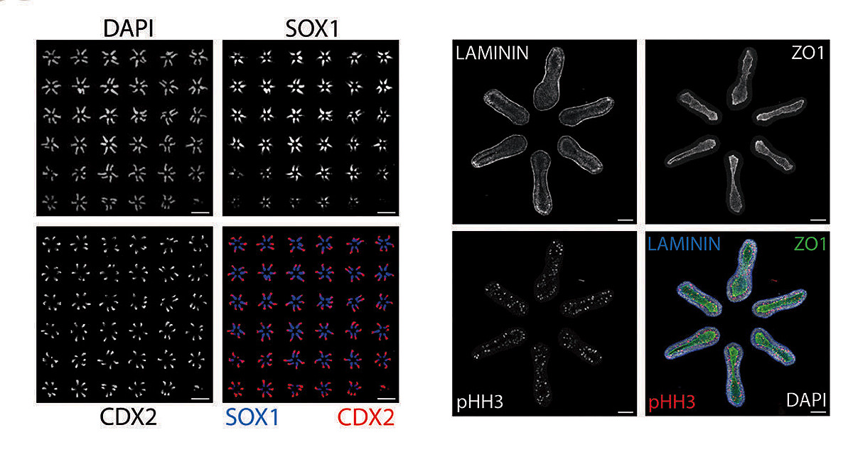 Images of stem cell colonies arranged in a hexagonal configuration