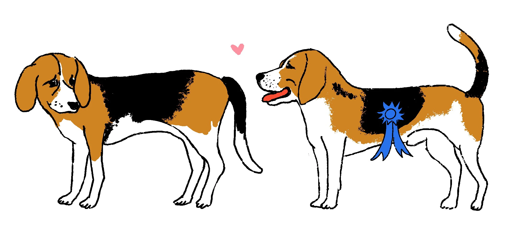 Illustration of wo beagles, one looking back at the other wearing a blue prize ribbon