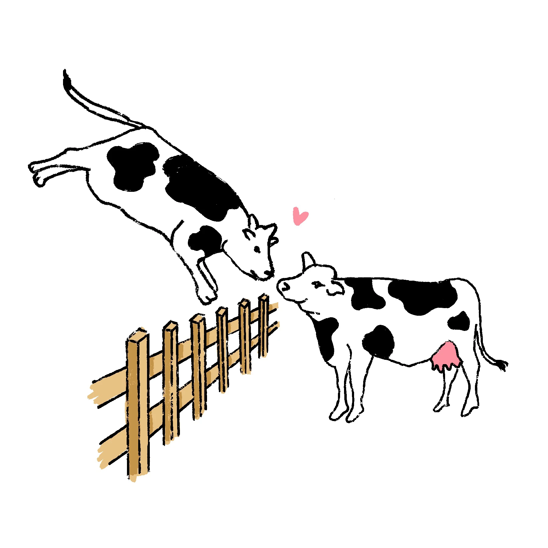 Illustration of a cow jumping over a fence facing another cow on the other side with a heart between them