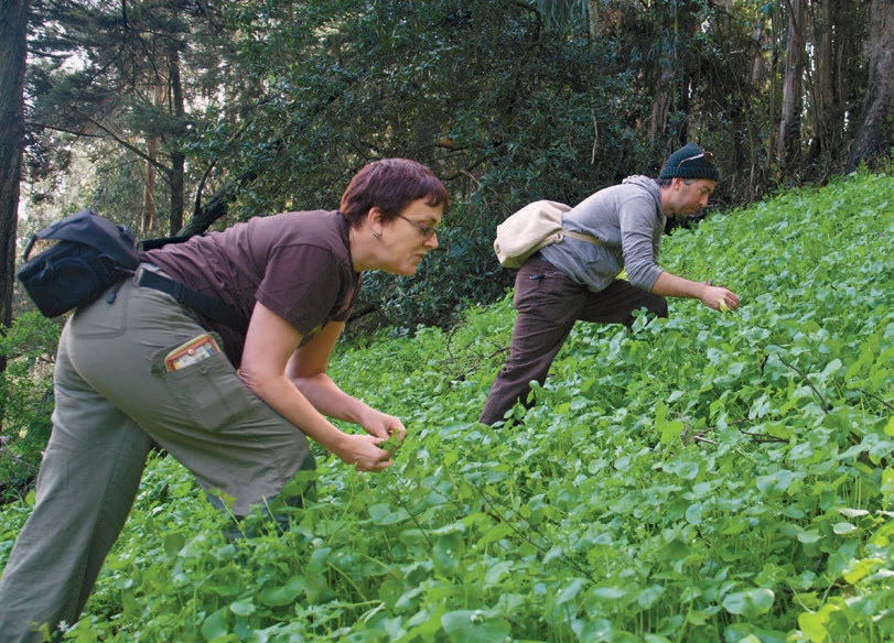 Two people walking up of hill covered in green plants with their hands picking up plants
