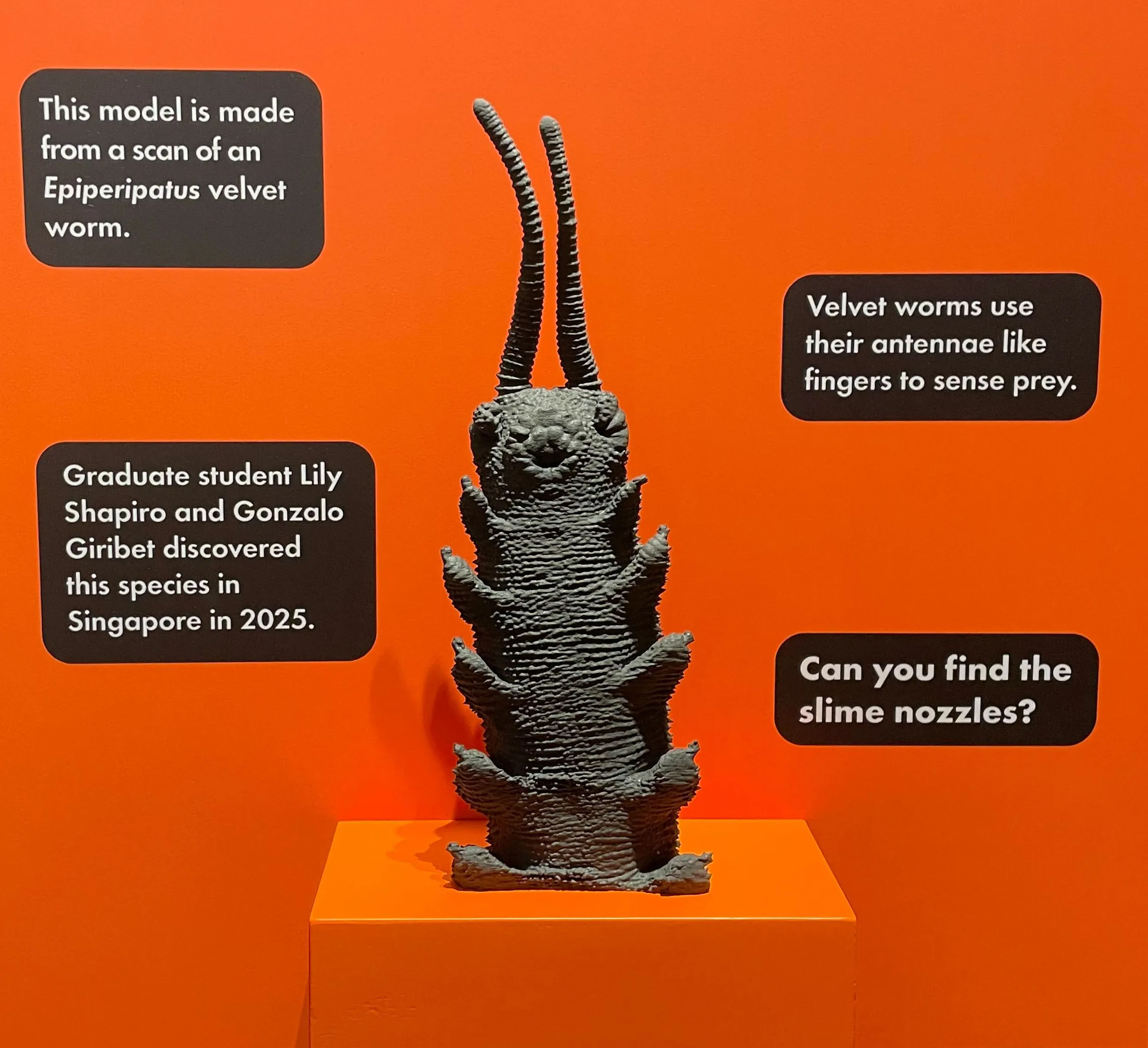 velvet worm 3D model with infographic beside it