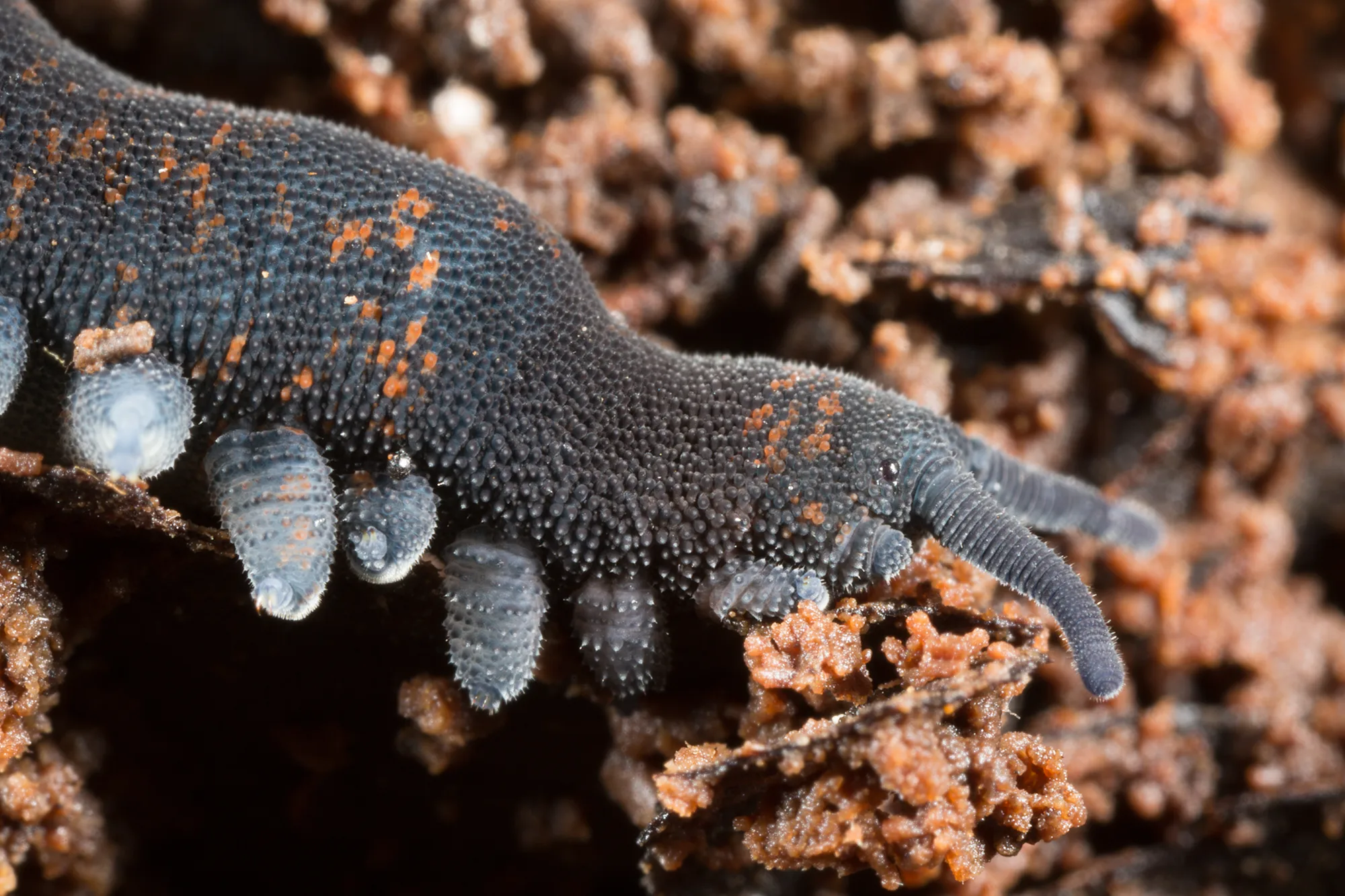 velvet worm up close