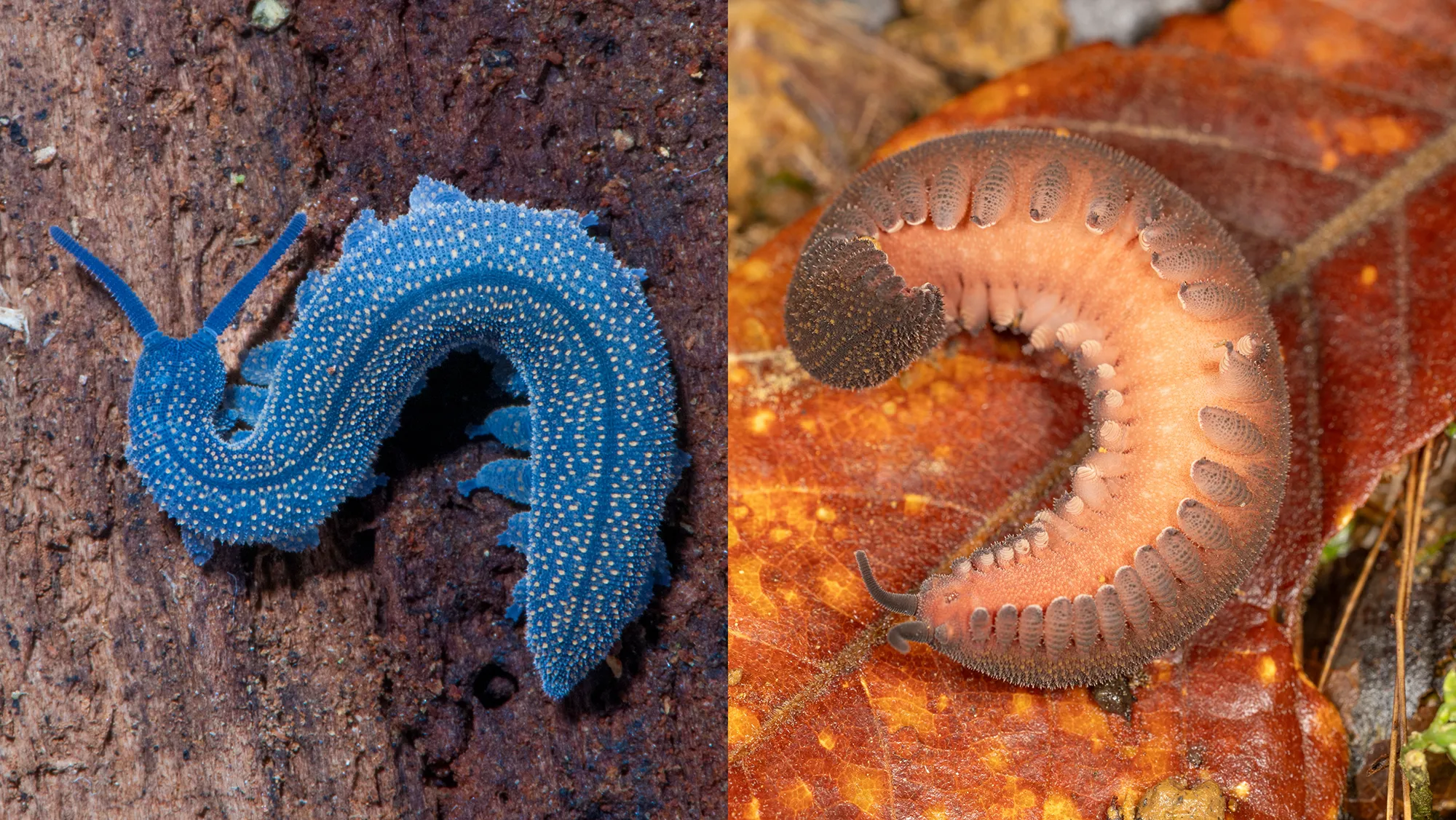 a collage of a blue velvet worm and a pink velvet worm