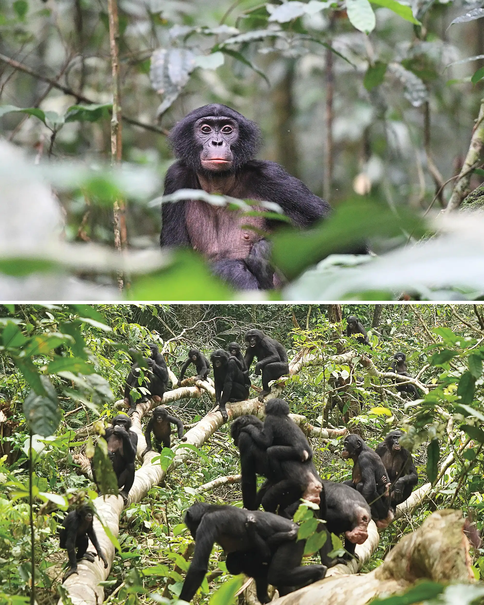 bonobos