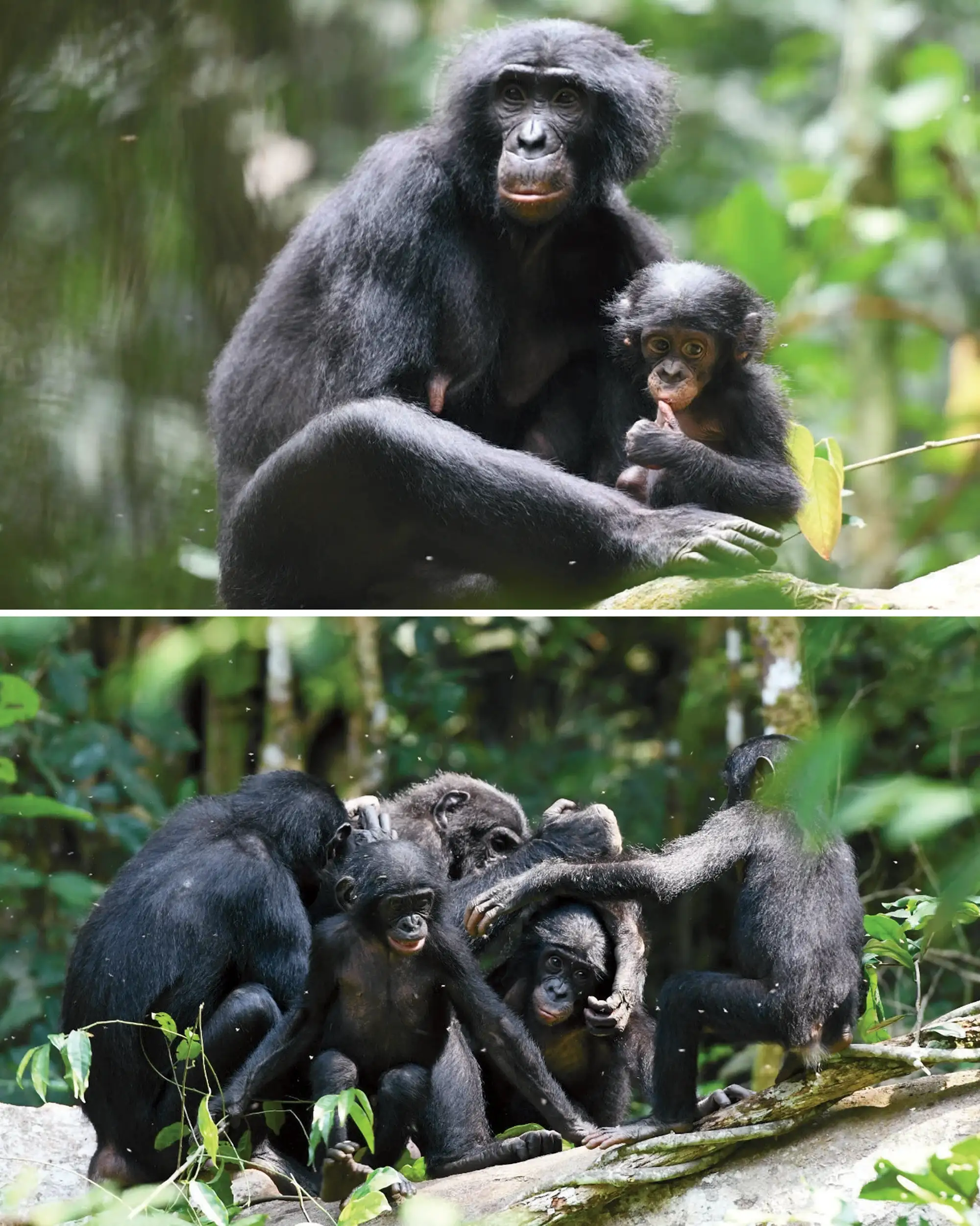bonobos