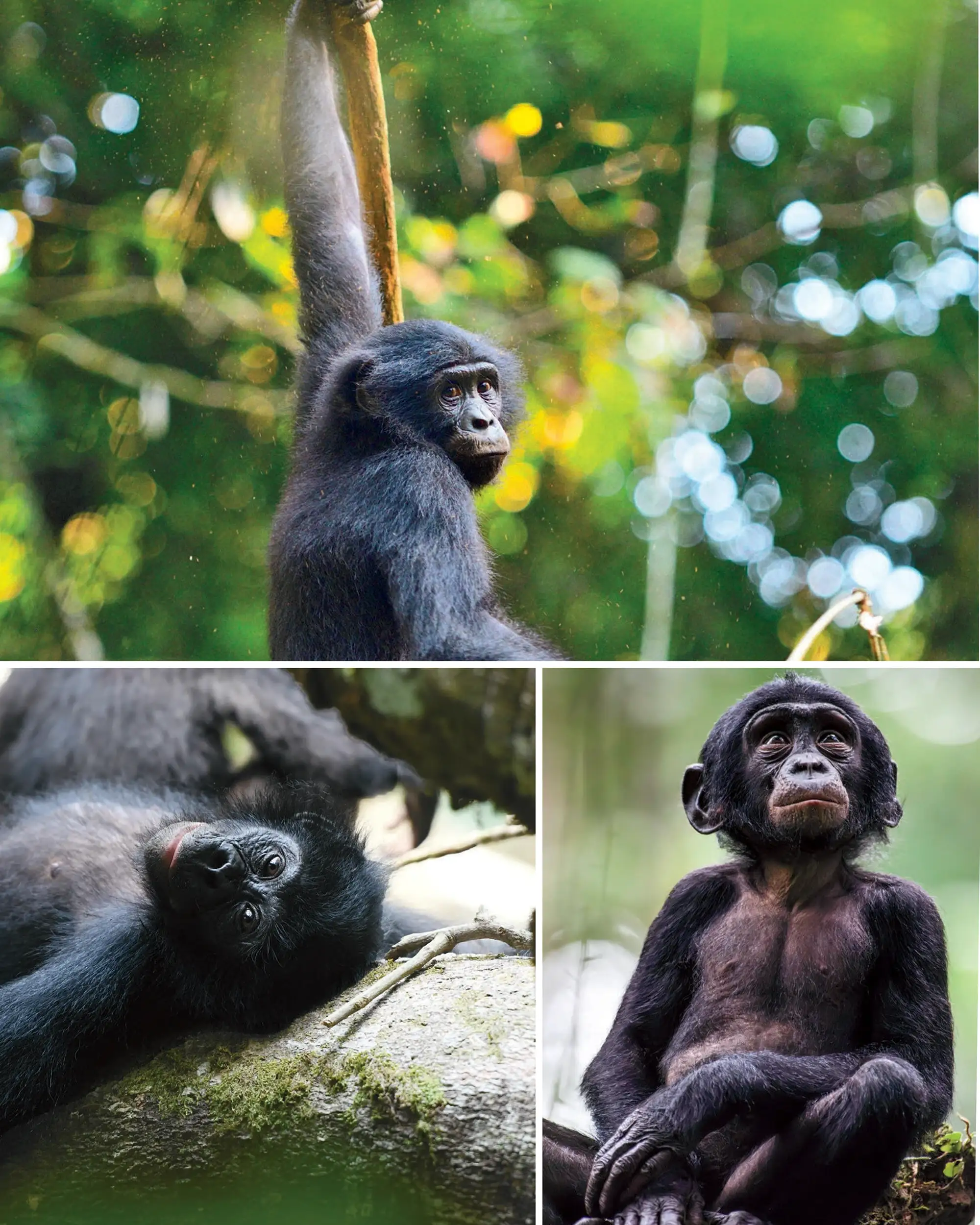 Bonobo hanging from branch, resting on tree, and young bonobo sitting upright.
