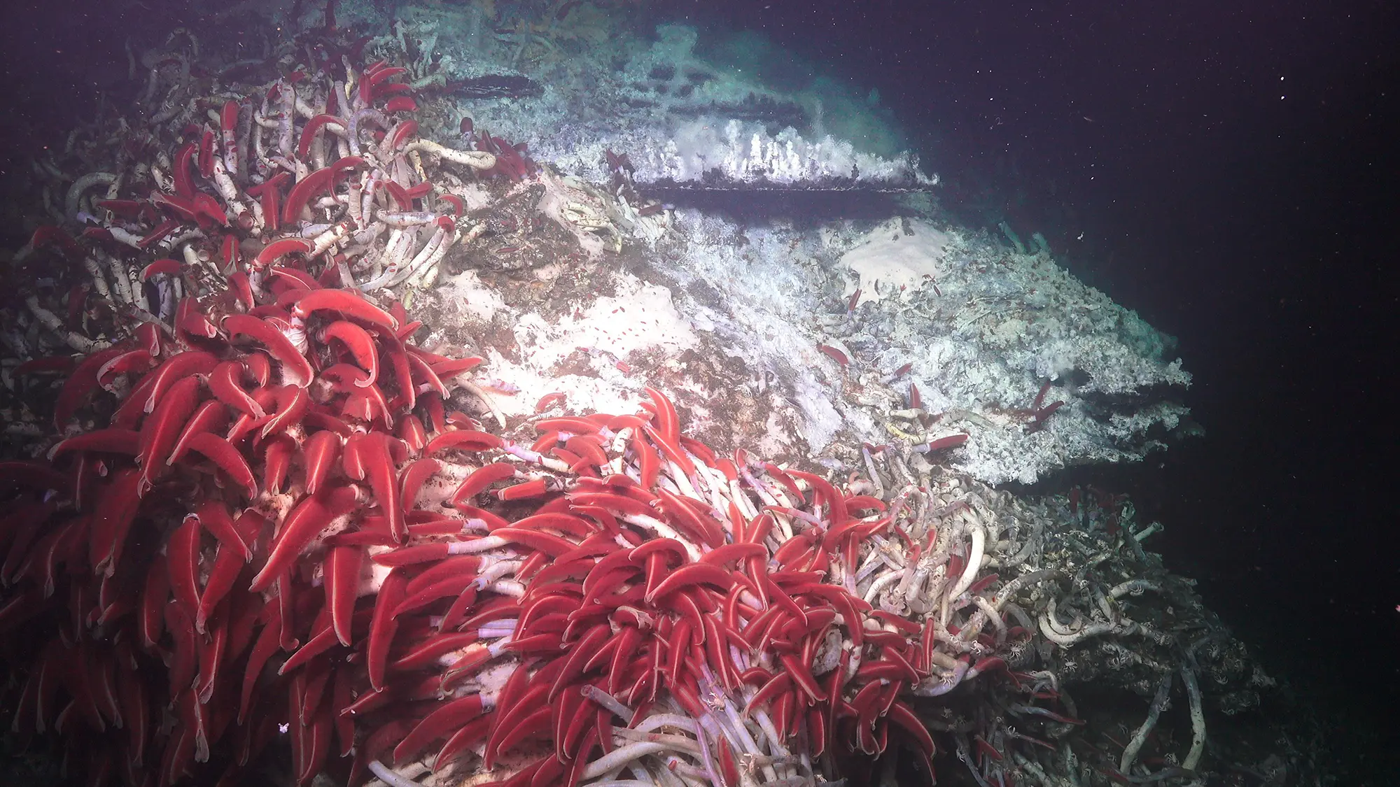 Riftia tubeworms