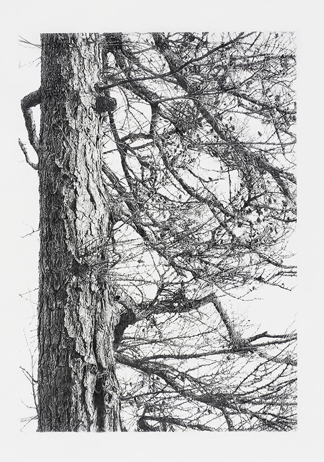 Detailed black-and-white drawing of a tree trunk and dense leafless branches extending rightward.