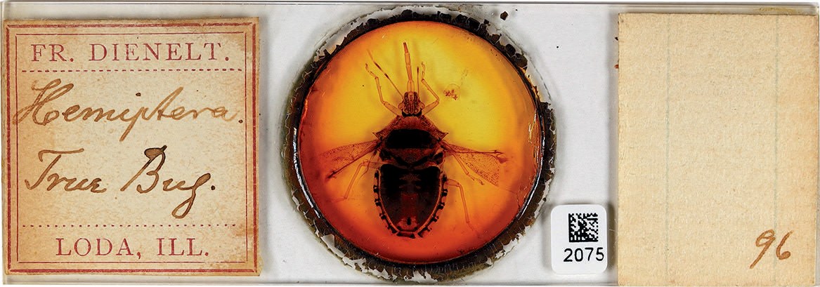 True bug specimen preserved in amber-colored resin on a labeled slide.