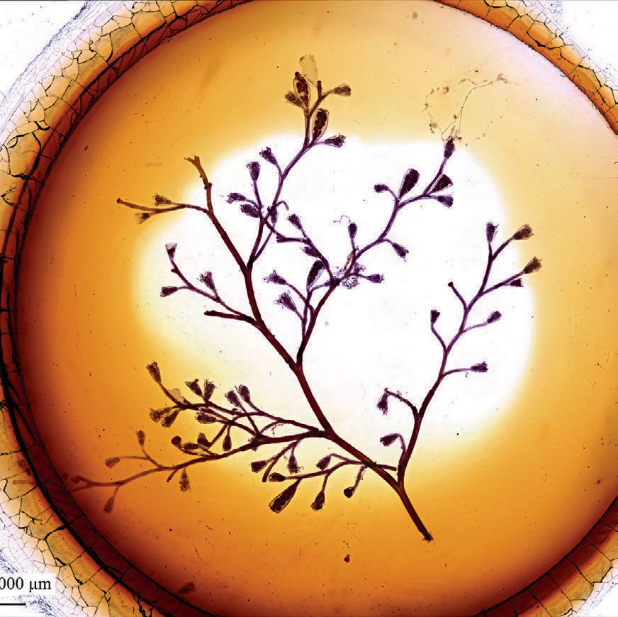 Tiny branching plant specimen magnified in amber resin.