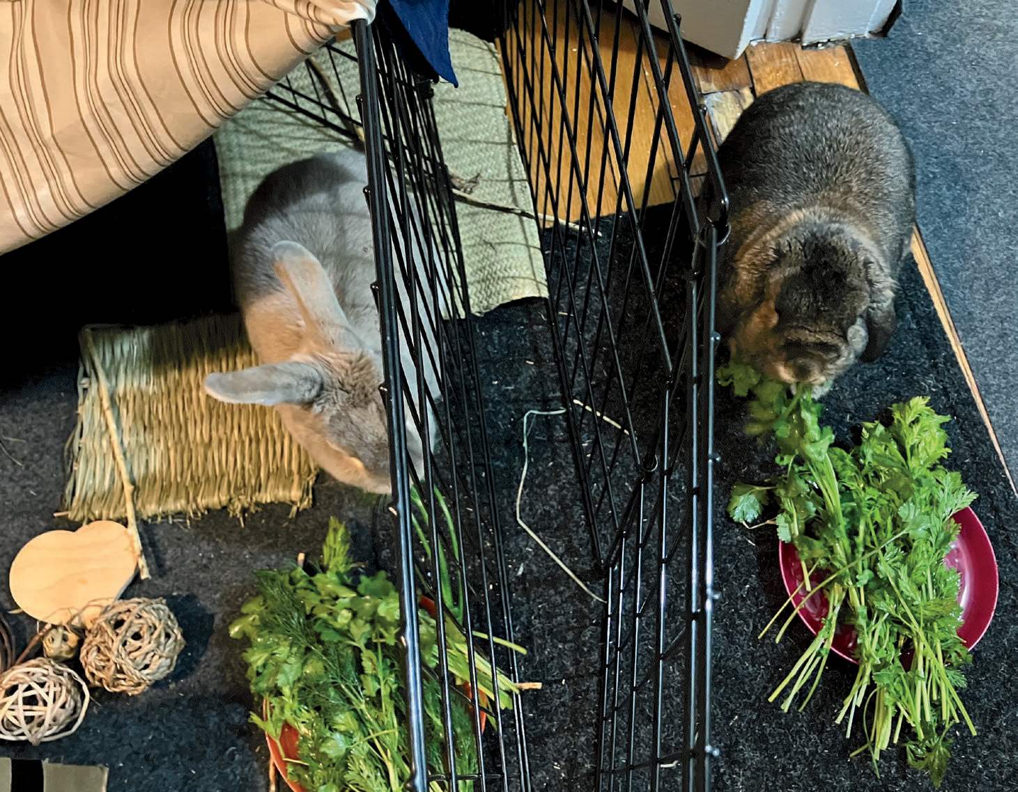 two rabbits, separated by the bars of a pen, stand side by side eating plates full of salad greens