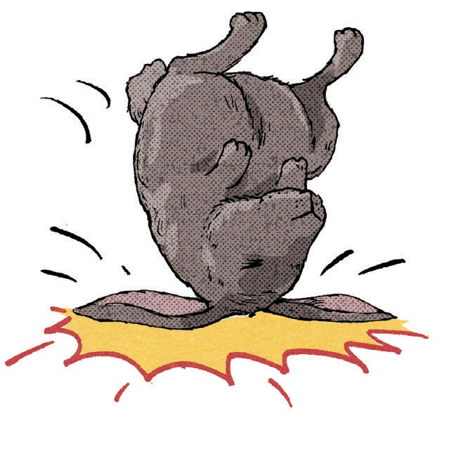 A rabbit, flipped upside down, lands hard on his head, feet in the air