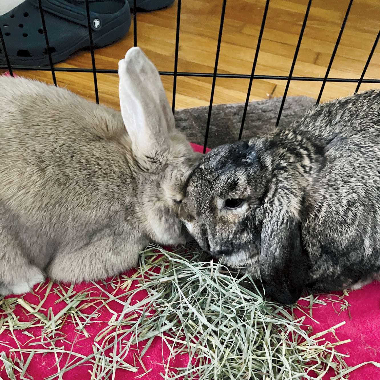 two rabbits facing each other, with one pushing his head underneath the other's face 