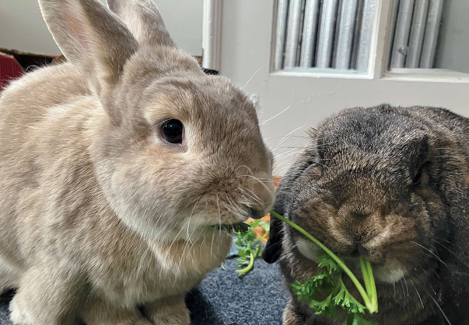 two rabbits side by side chewing on opposite ends of the same piece of parsley