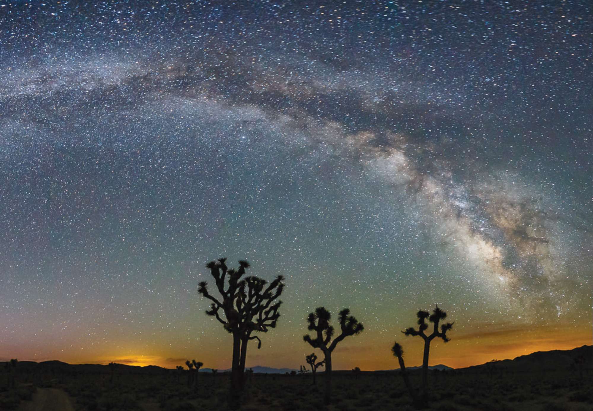The silhouette of desert trees in front of a night sky filled with stars as orange light shows over the horizon
