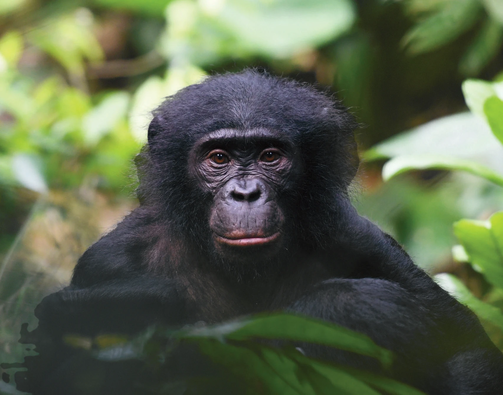 Close-up of bonobo among green forest leaves, looking directly at camera.