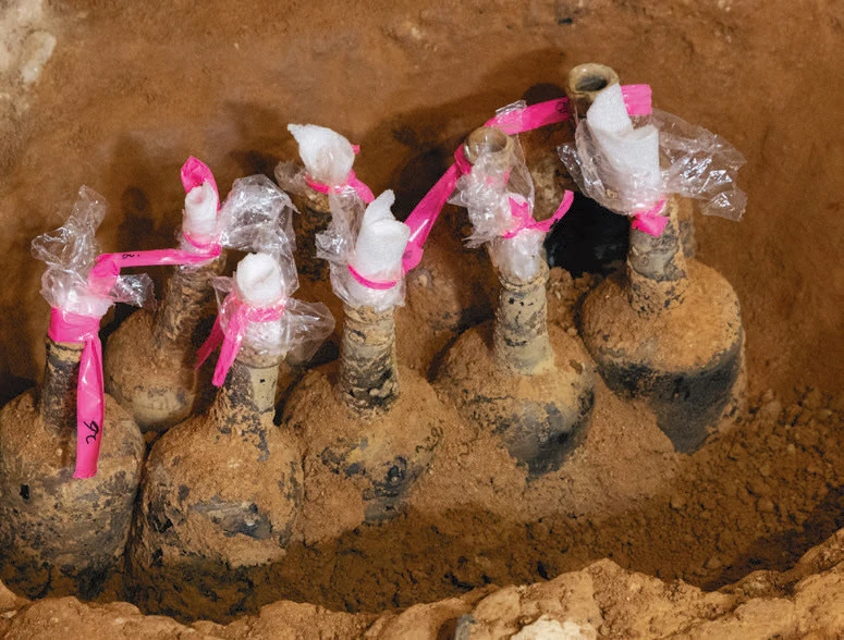 Dirt-covered glass bottles in an excavation site sealed with plastic wrap and pink ribbon.