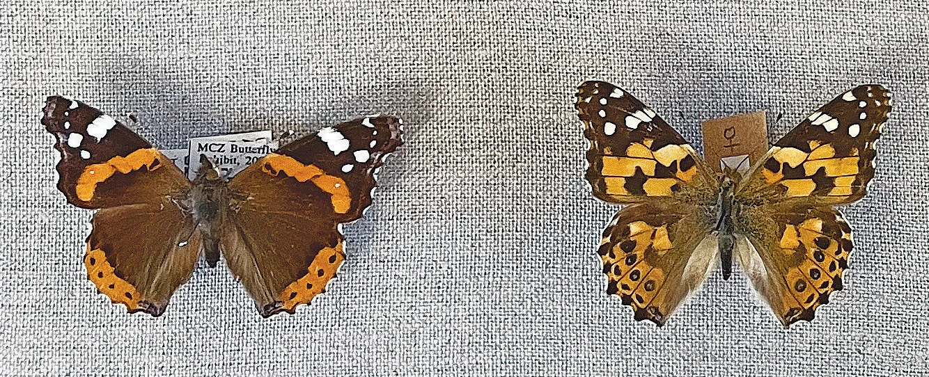 Two pinned butterflies with orange, black, and white patterns on a neutral background.