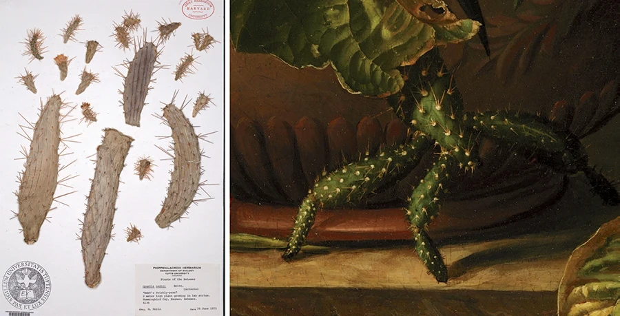 Botanical specimen and painting detail of cactus pads with spines on a plant.