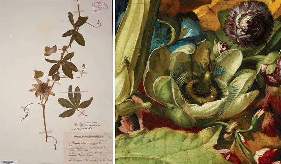 Botanical specimen and painting detail of passionflower with curling tendrils.