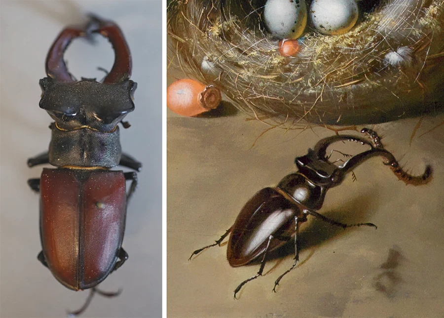 Stag beetle comparison showing real insect beside a detailed painting.