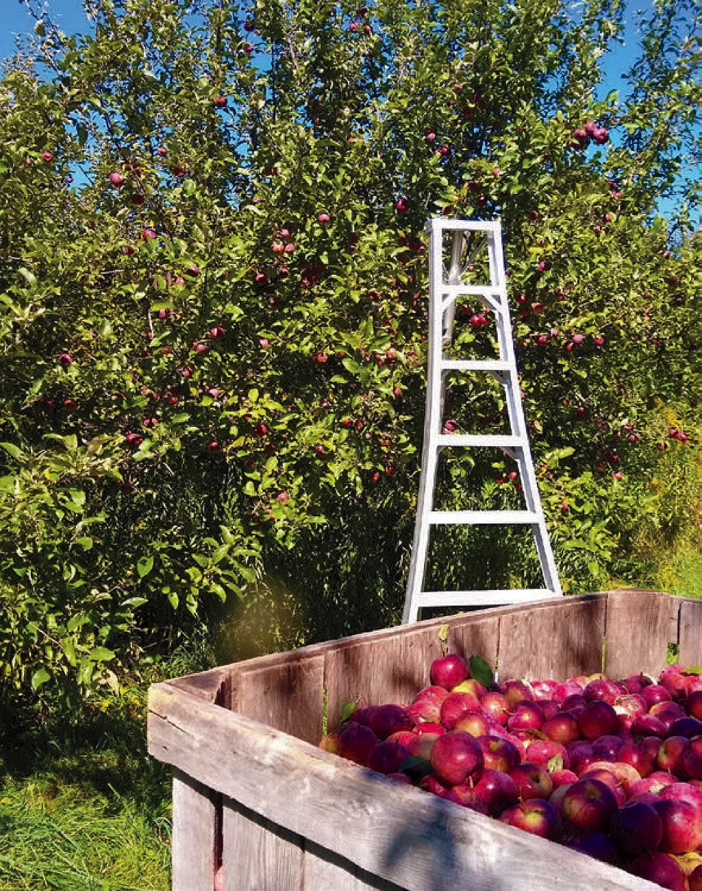 Wooden crate filled with red apples beside ladder in orchard at Headwater Cider.