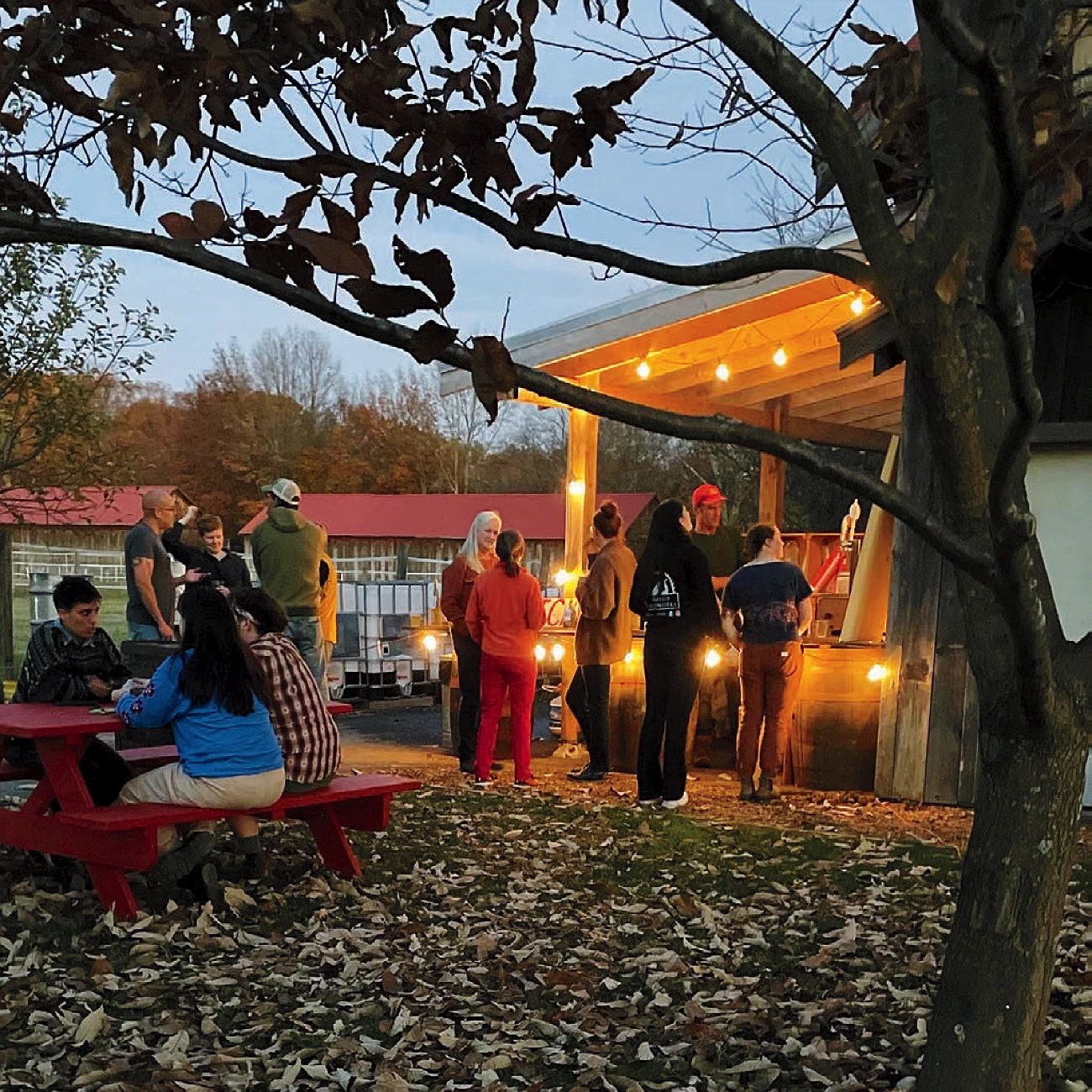 People gather at outdoor Cider Garden Bar with string lights at Carr’s Ciderhouse.