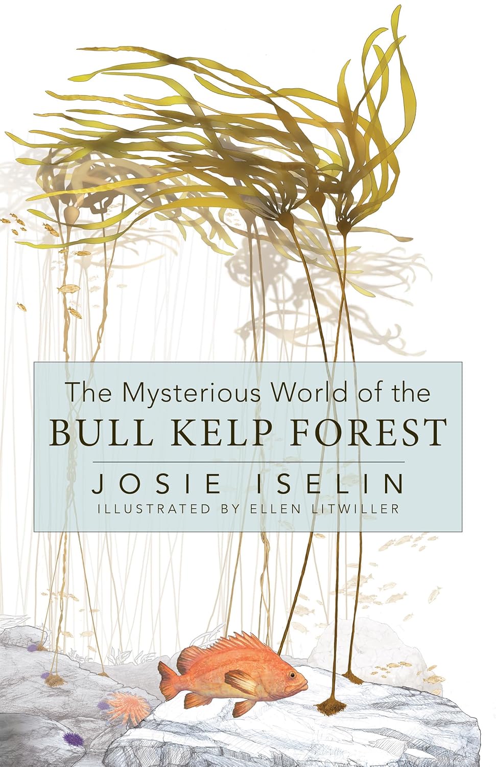 Book cover for "The Mysterious World of Bull Kelp Forest" by Josie Iselin with an illustration of ar ed fish and long kelp floating above on a white background