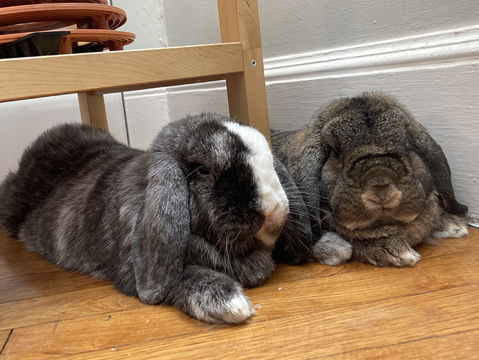 two rabbits laying side by side under a small shelf