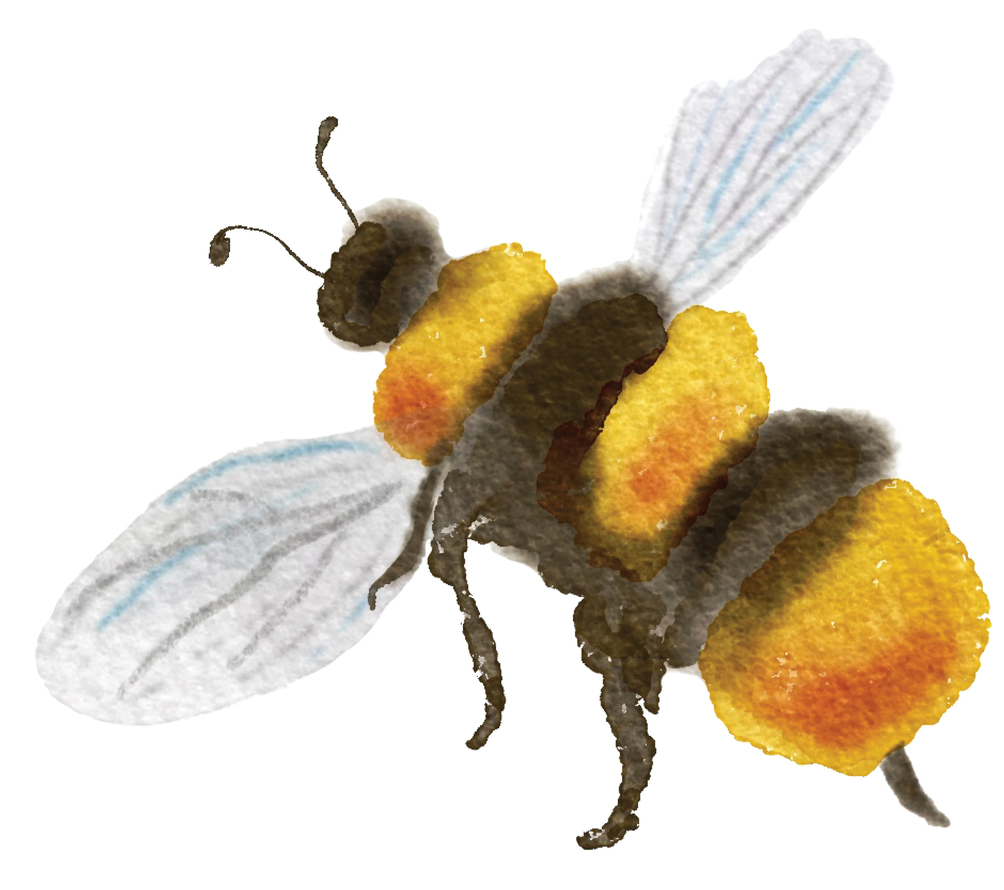 watercolor painting of a bee flying
