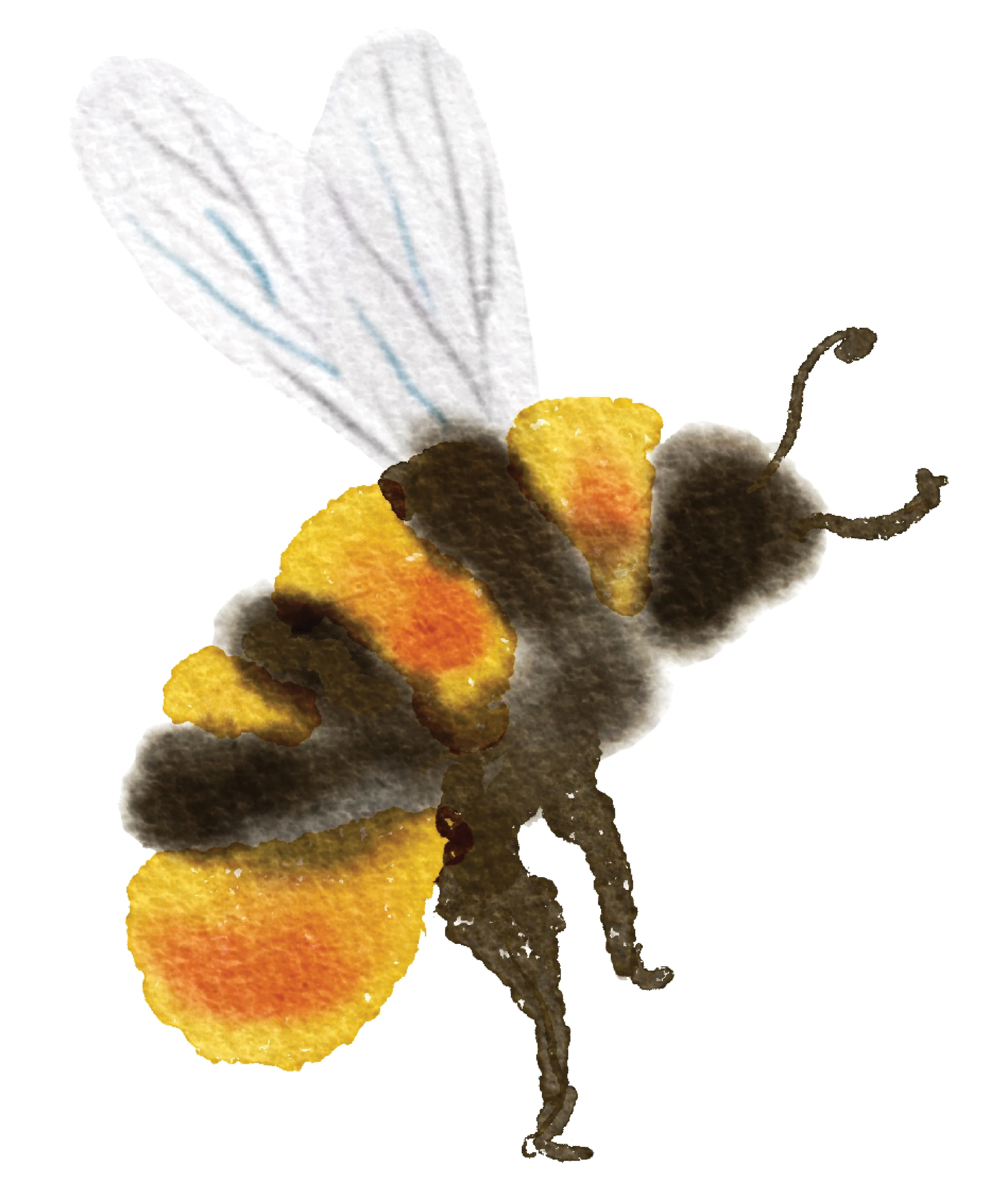 watercolor painting of a bee flying