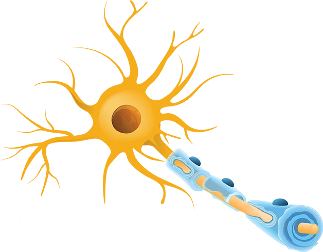 yellow nerve covered in a blue coating