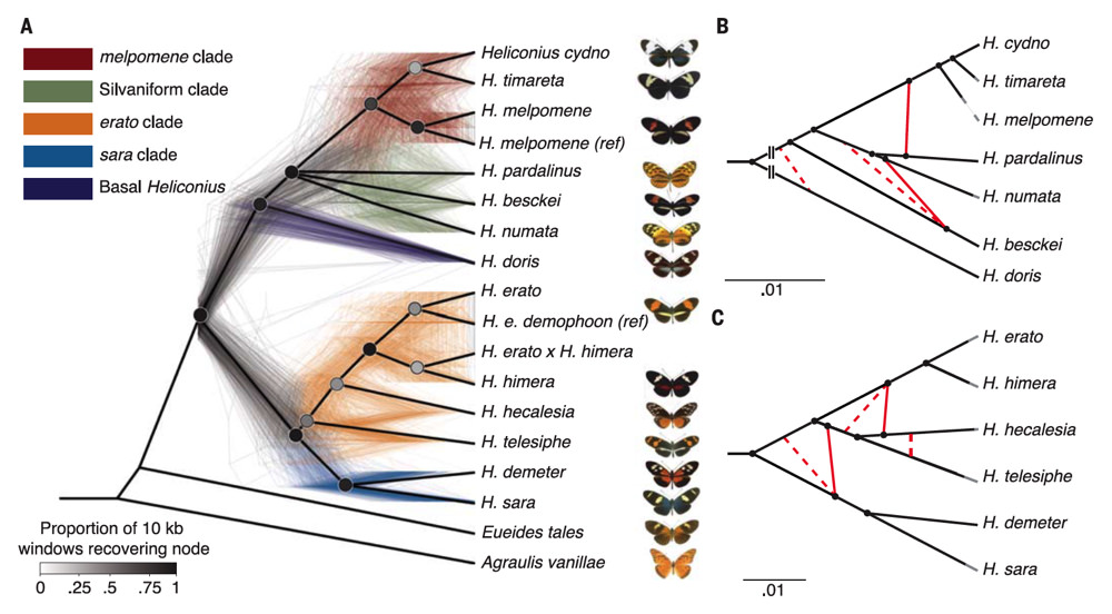 Genes continue to flow between species long after those species separate. This figure shows 500 different evolutionary trees for the genus Heliconius, each inferred from a different portion of the butterflies’ genome.