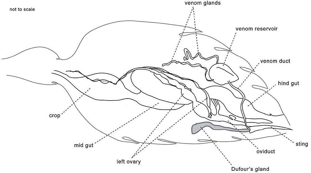 Ant anatomy: the search for the pheromone led from poison gland to Dufour’s...